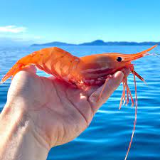 Shrimp from Iran